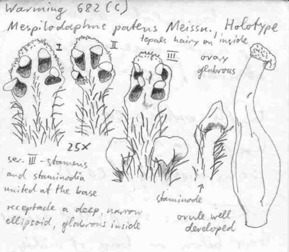 Vorschaubild Mespilodaphne patens Meisn.